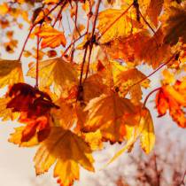October E-news: Summer Roundup